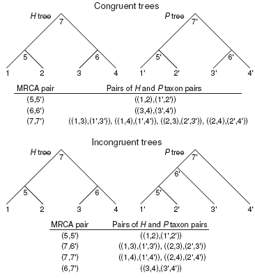 Congruent Trees